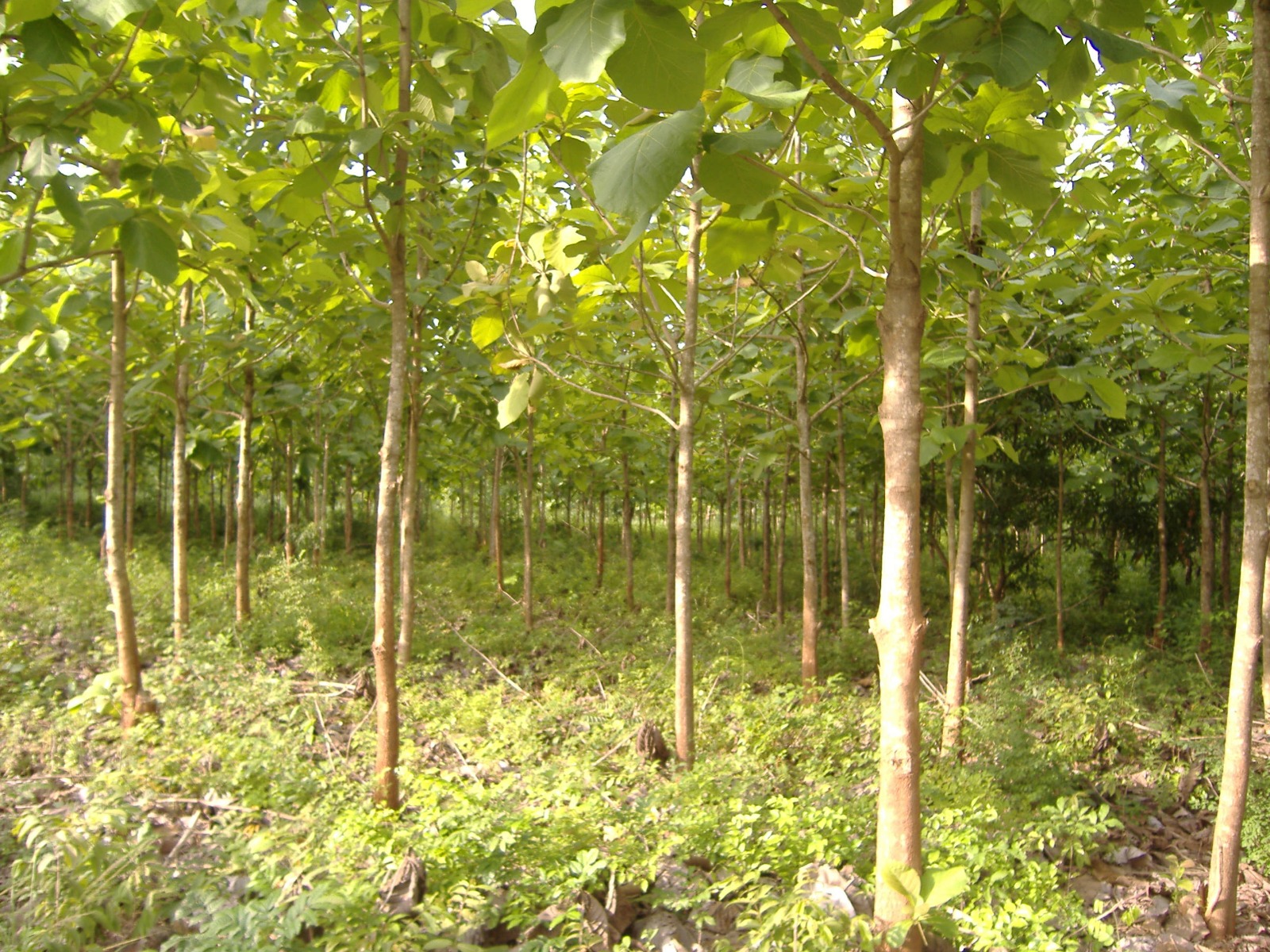 Entretien des plantations