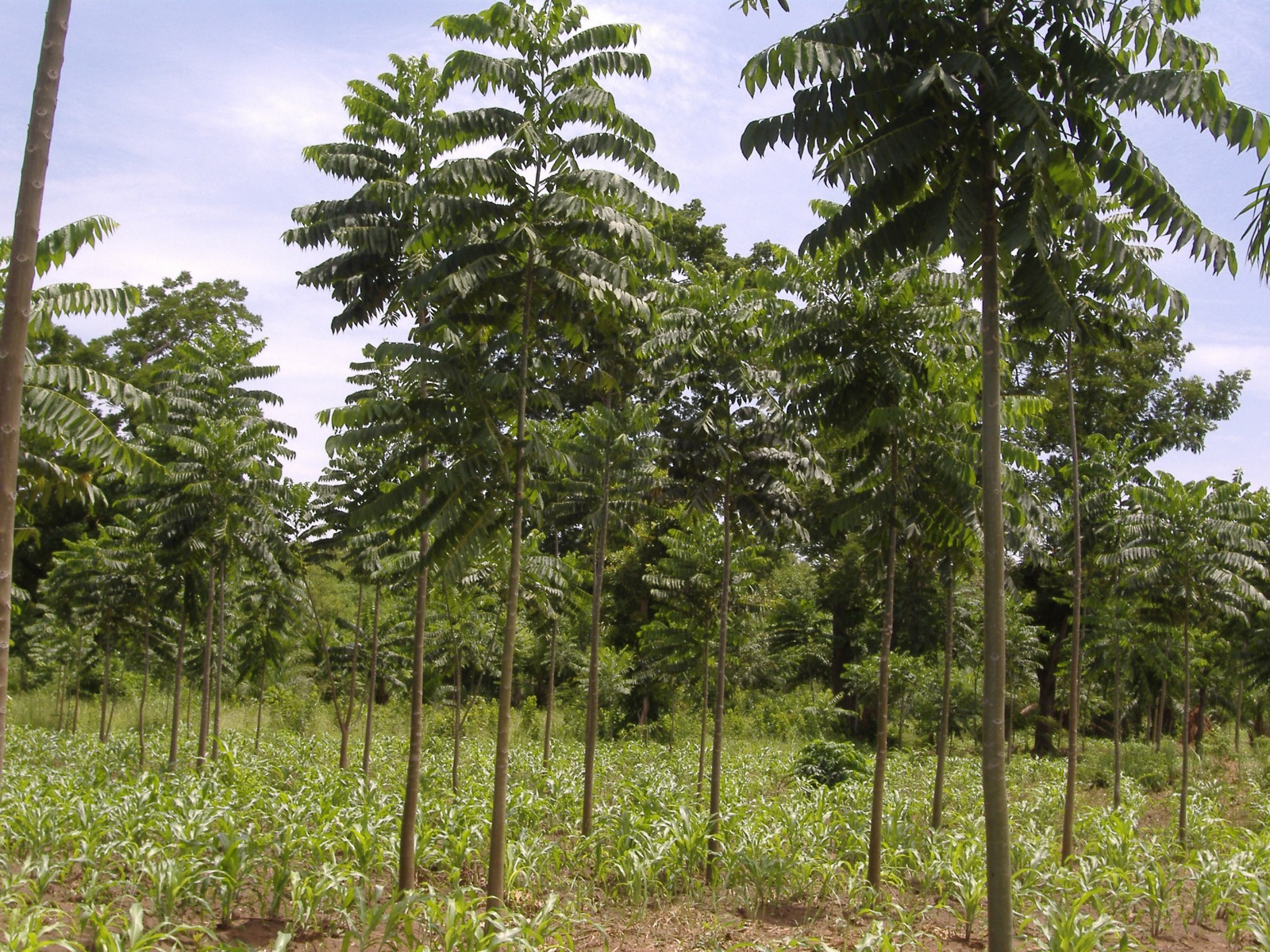 Plantation forestière de l'ODEF